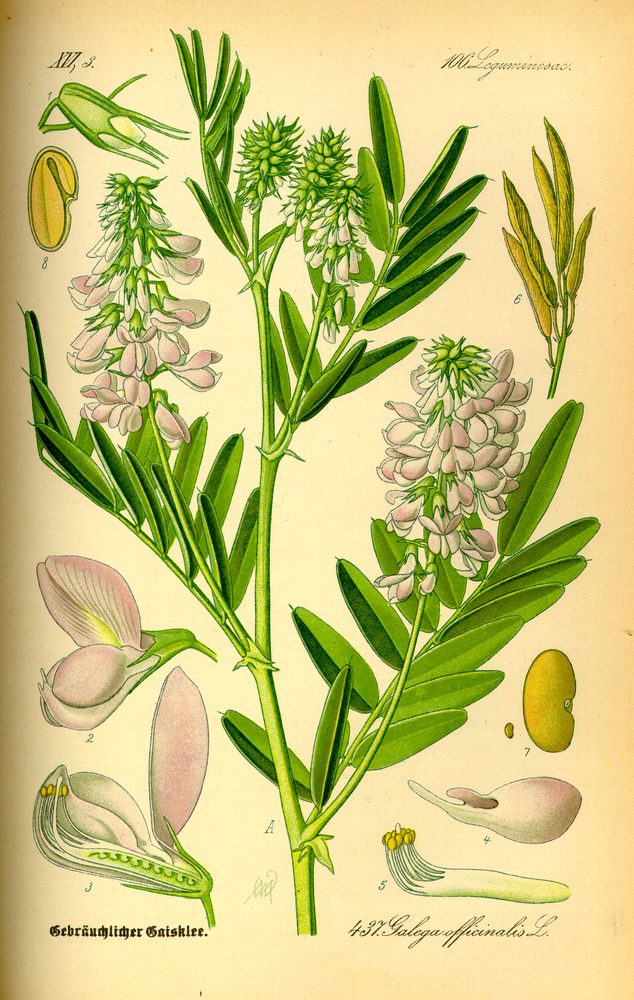 Goat's Rue