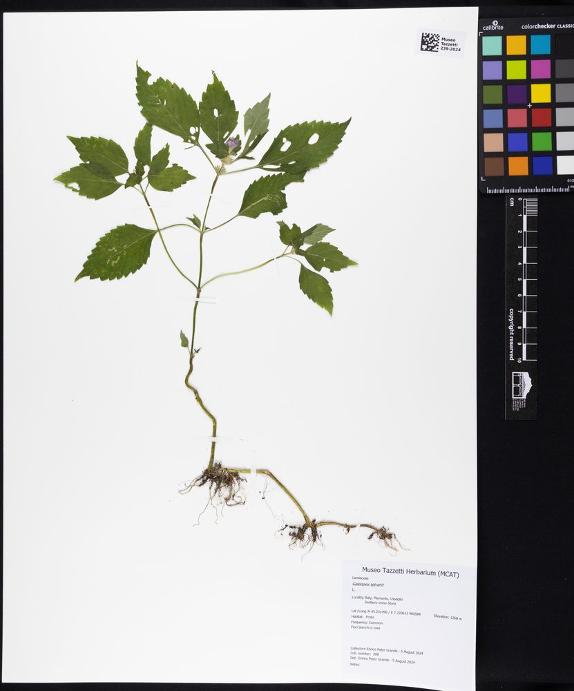 Hemp Nettle