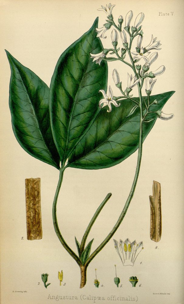 Angostura