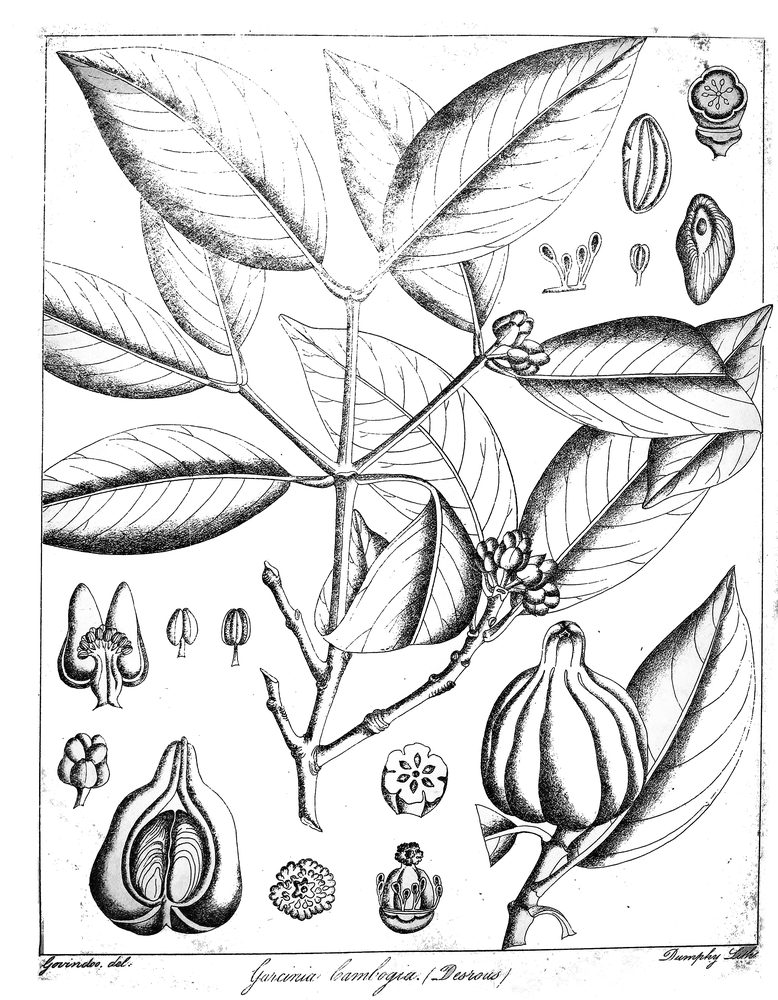 Brindleberry