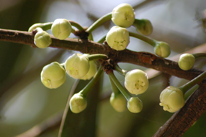 Garcinia xanthochymus