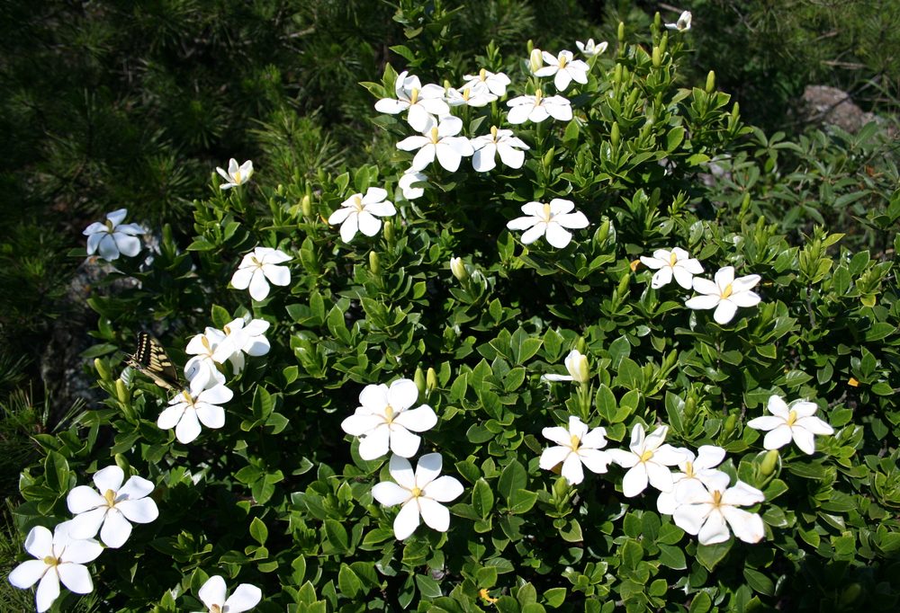 Gardenia