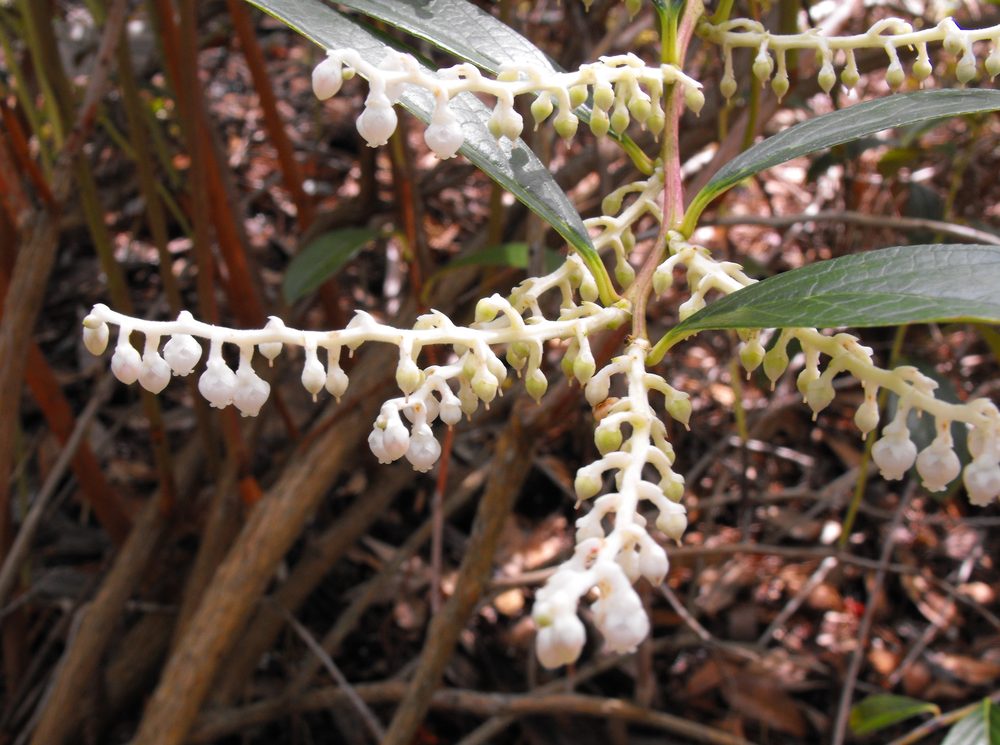 Indian Wintergreen