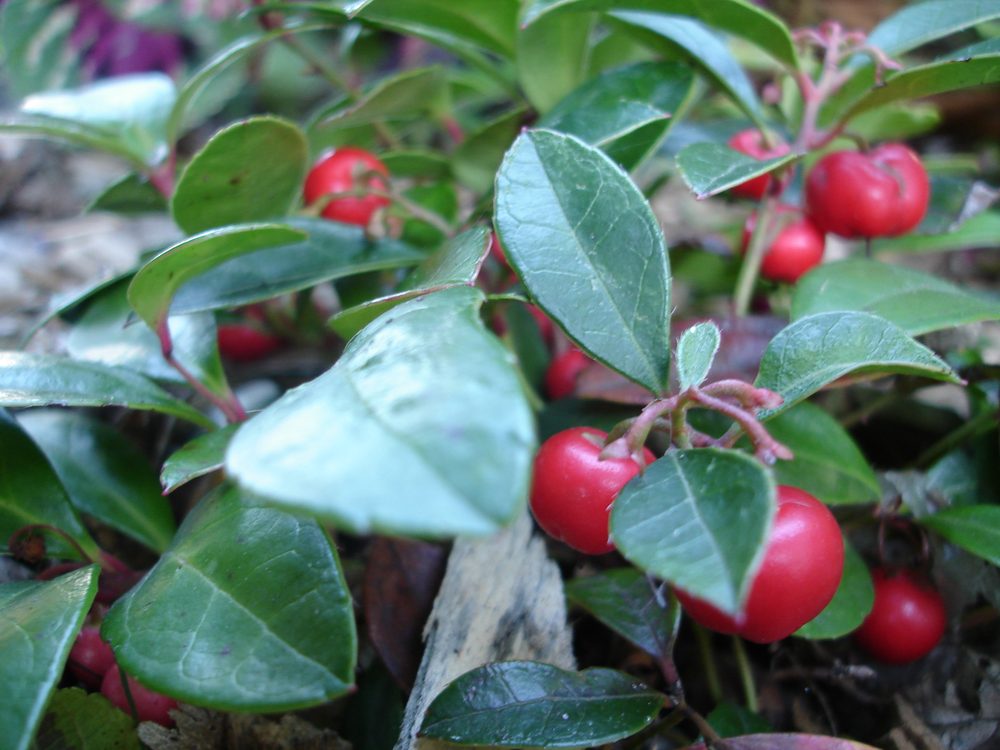 Teaberry