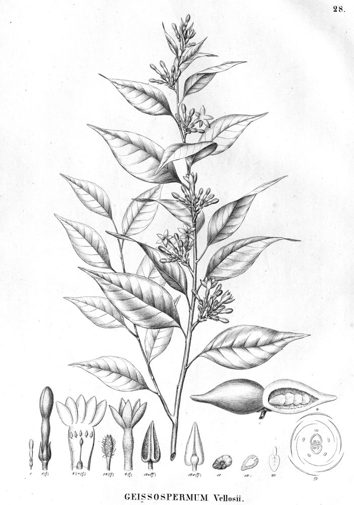 Geissospermum vellosii