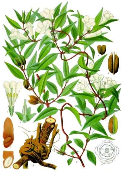 Yellow Jessamine