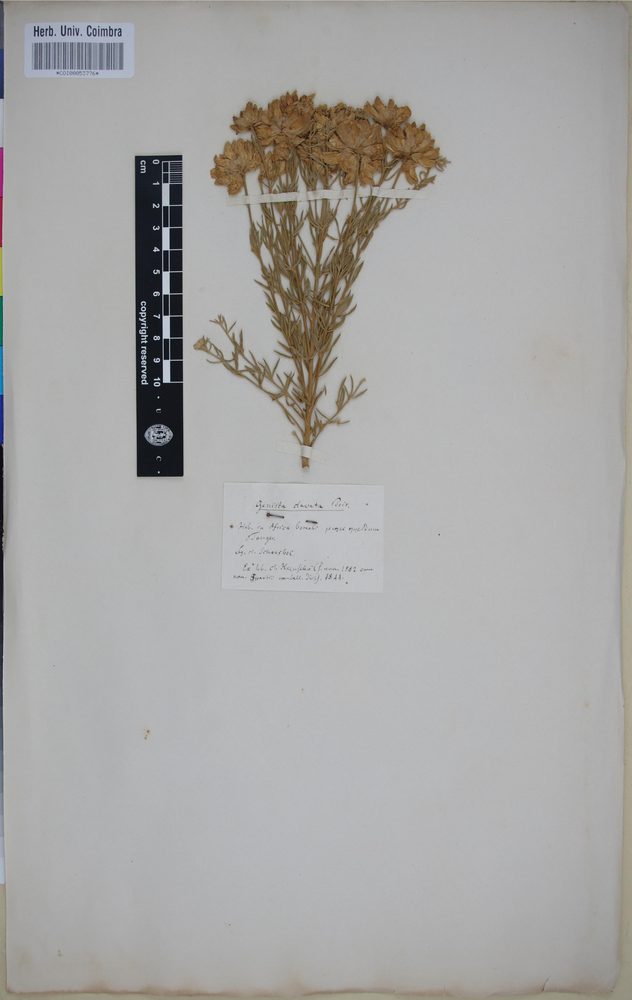 Genista clavata