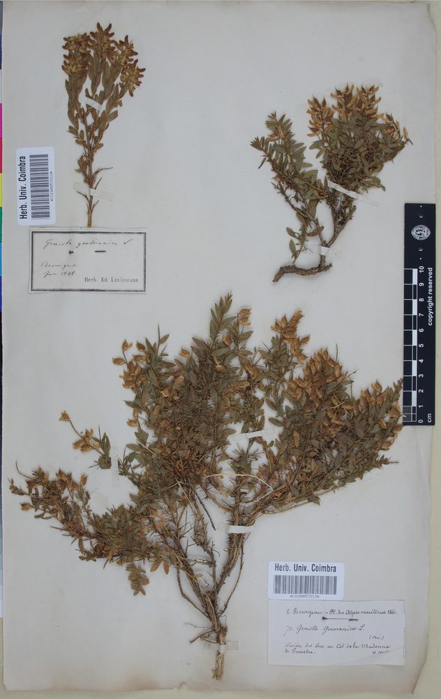 Genista germanica