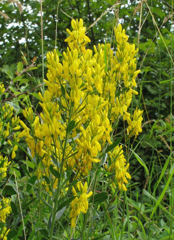 Genista patula