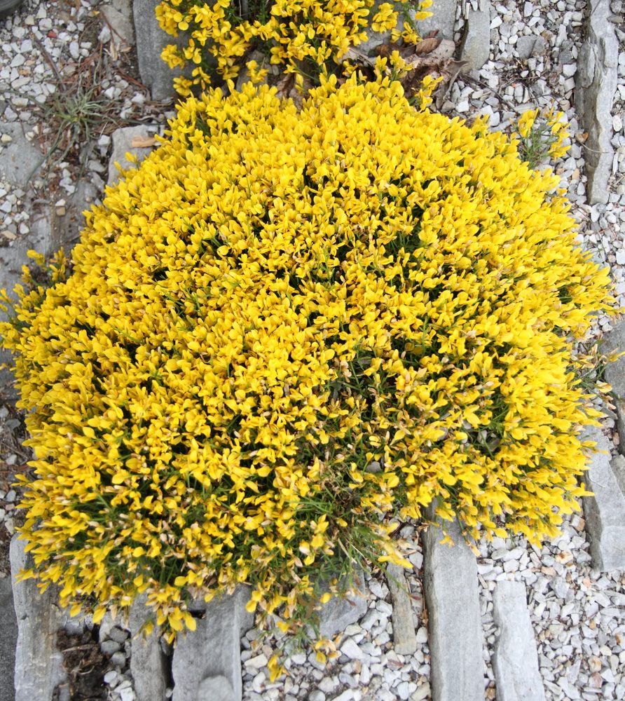Genista rumelica