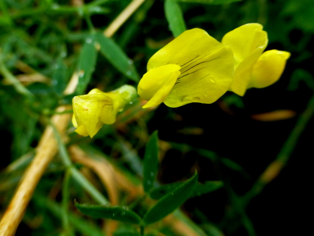 Genista sp