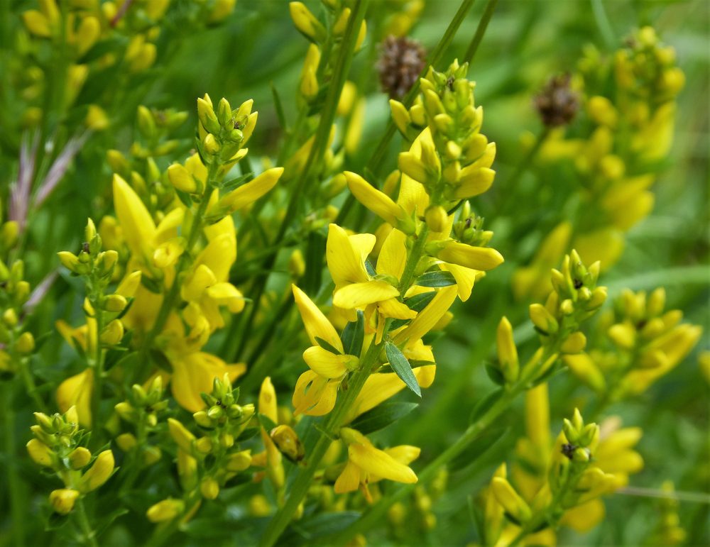 Dyer's Broom