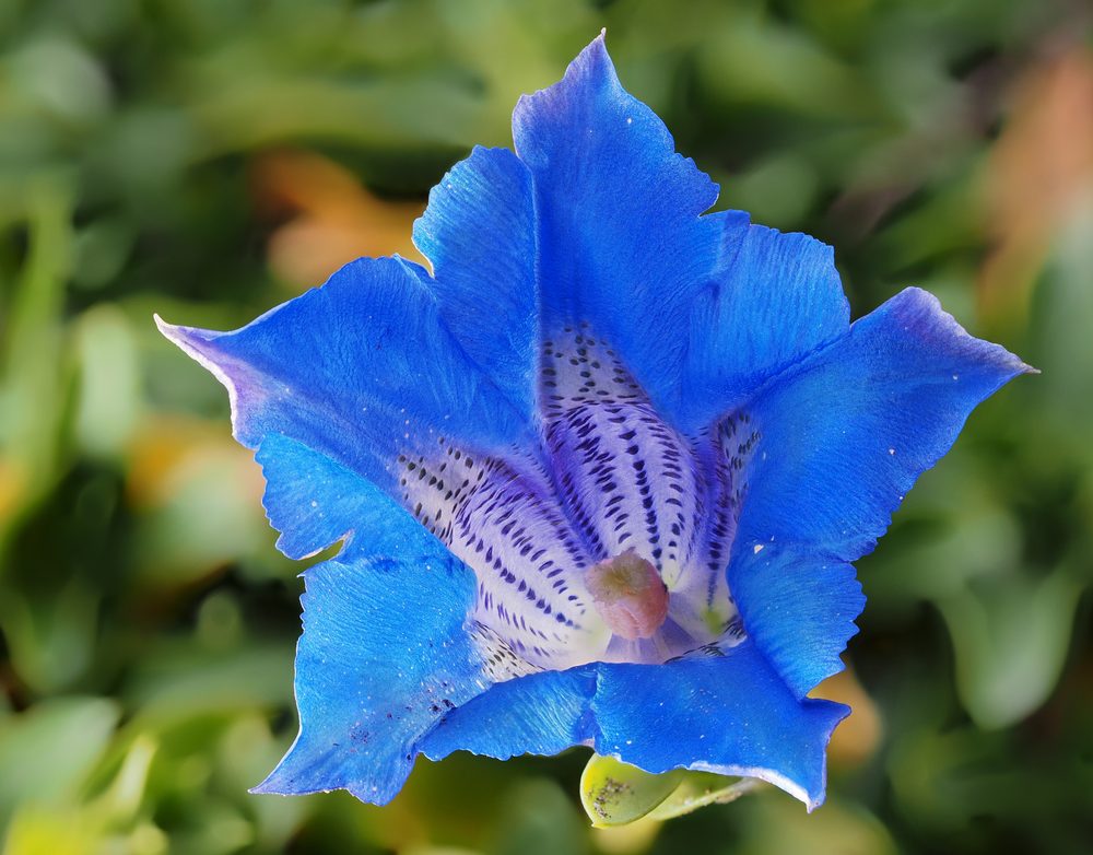 Stemless Gentian