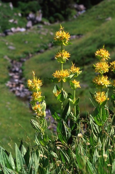 Yellow Gentian