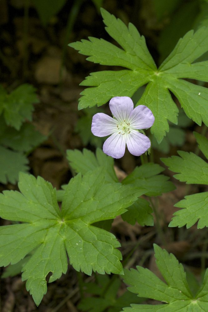 Cranesbill