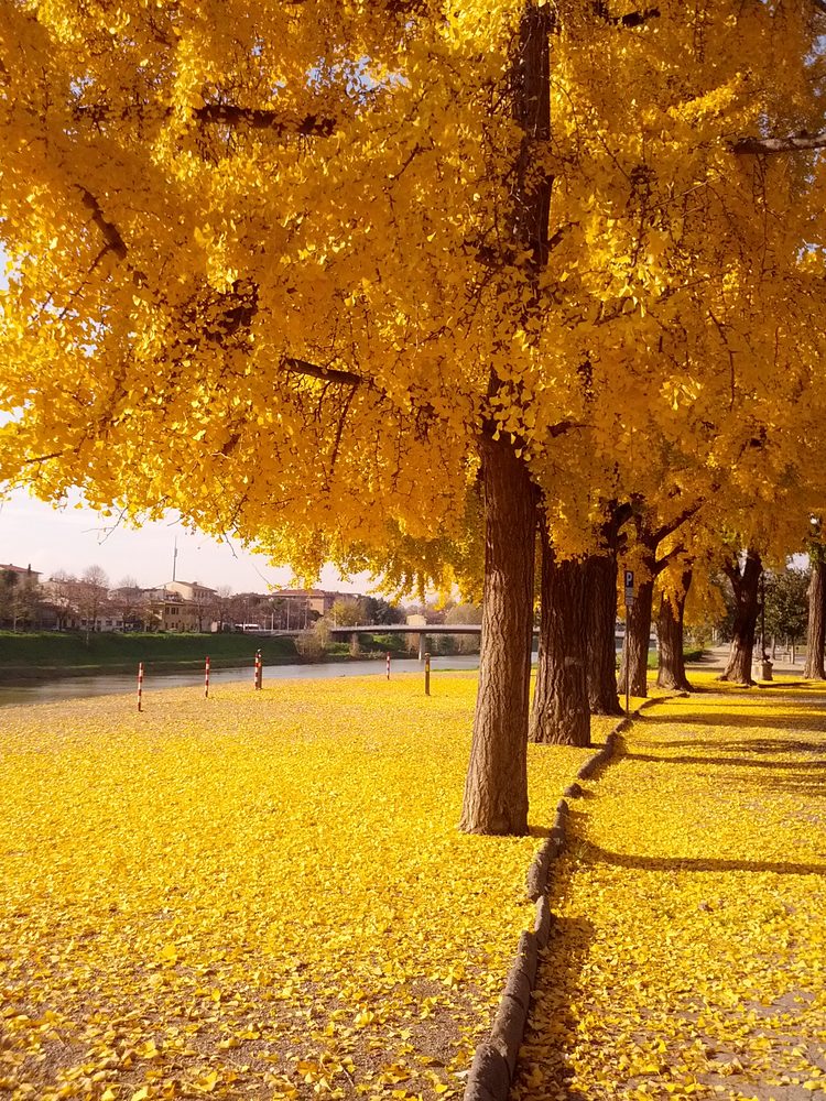 Ginkgo