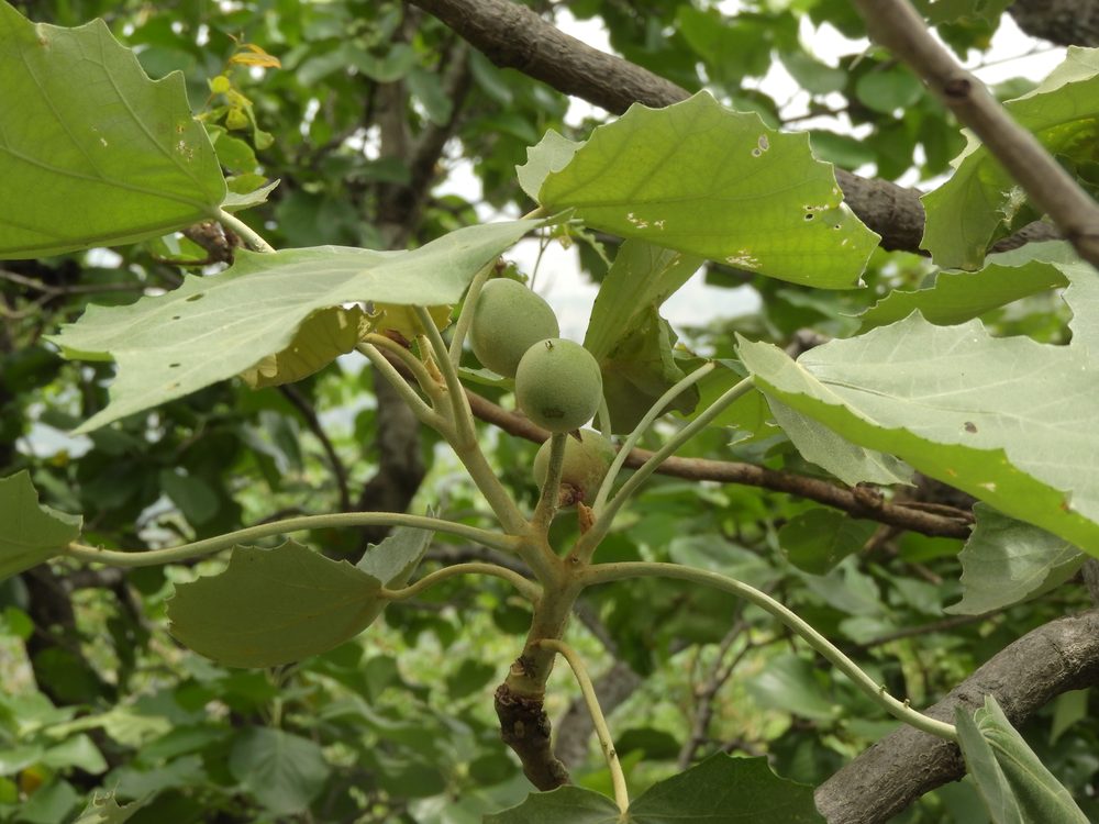 Givotia rottleriformis