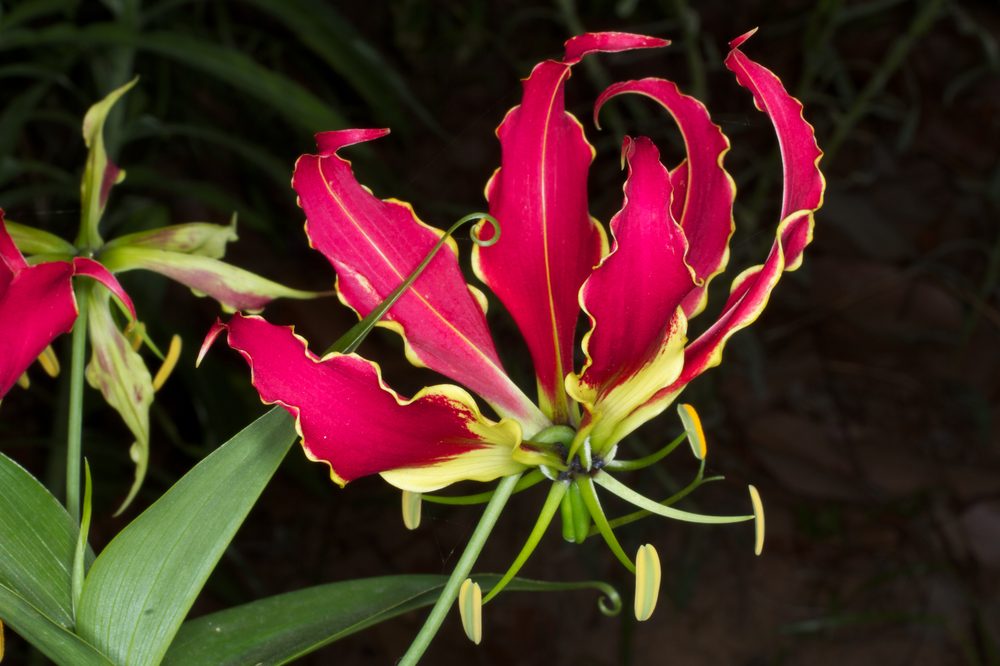 Glory Lily