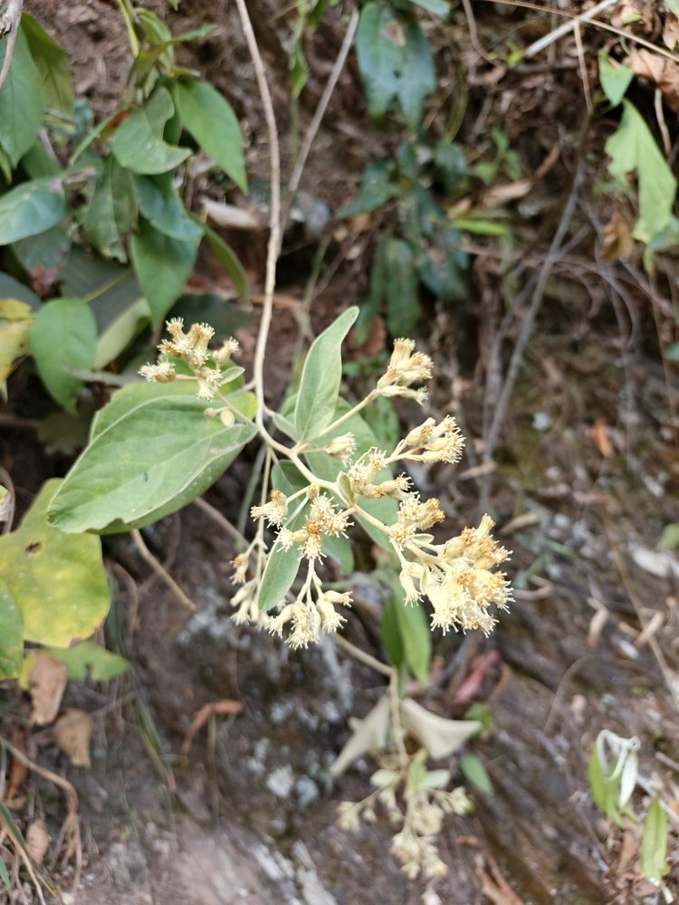 Gochnatia blanchetiana