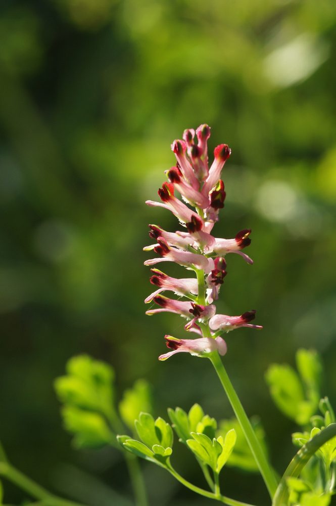 Gratifolia officianalis