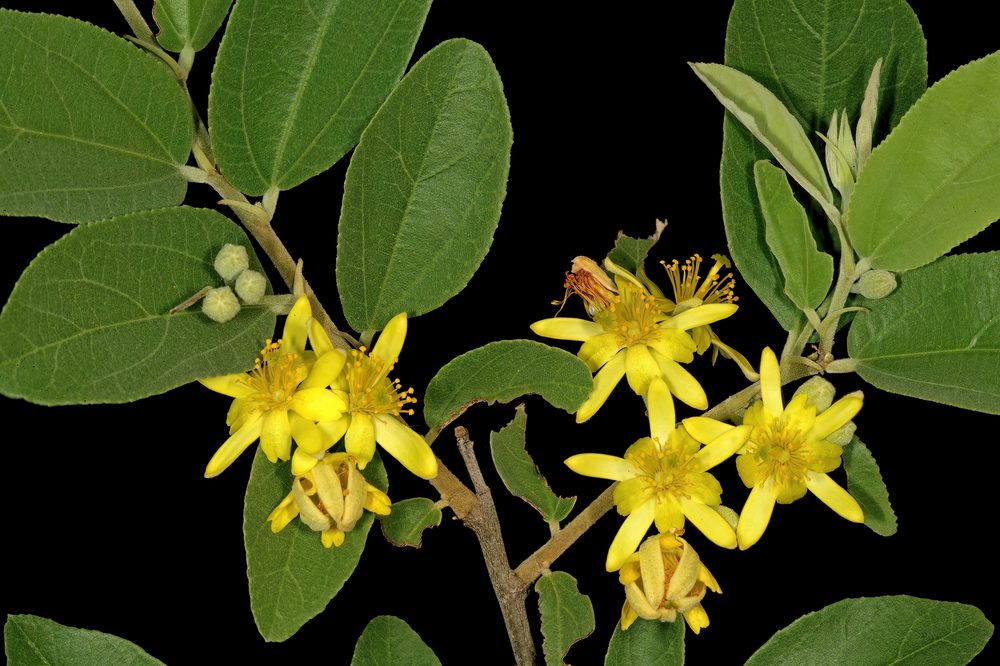 Grewia bicolor