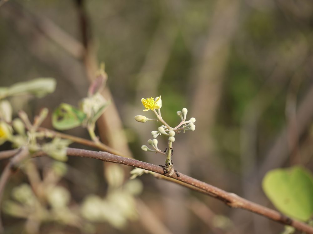 Grewia tiliaefolia