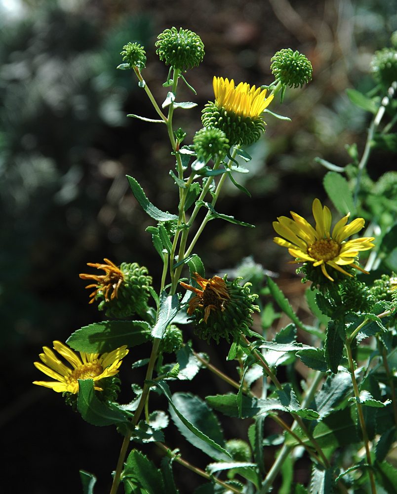 Gumweed