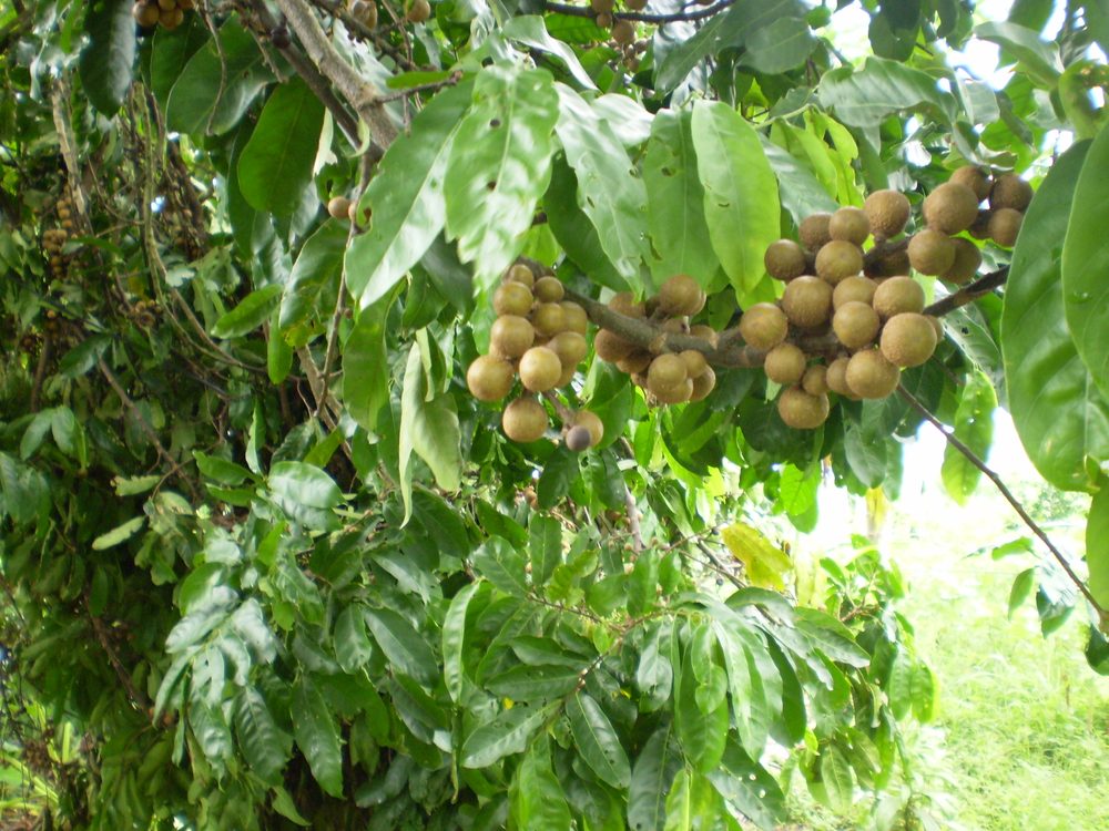 Cocillana