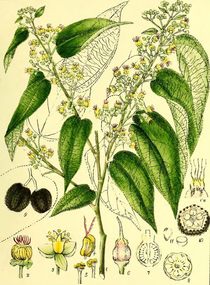 Guazuma tomentosa