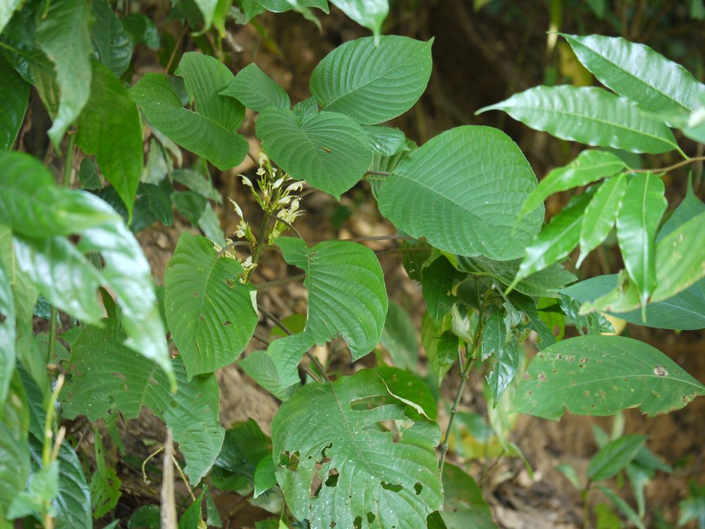 Gymnostachyum latifolium