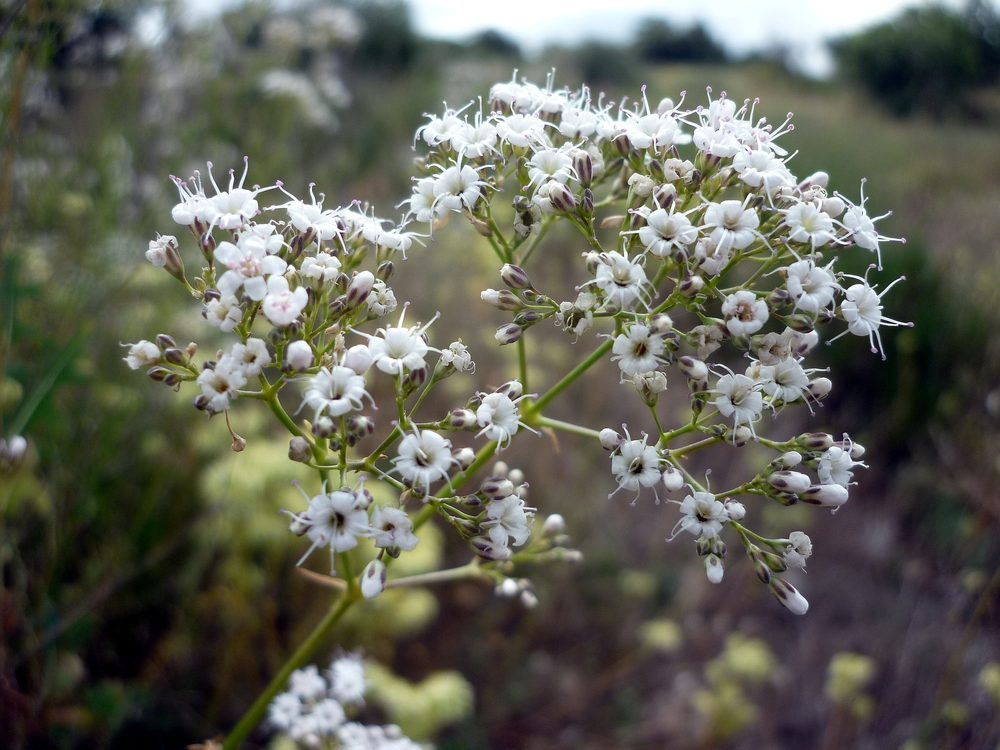 Gypsophila struthium