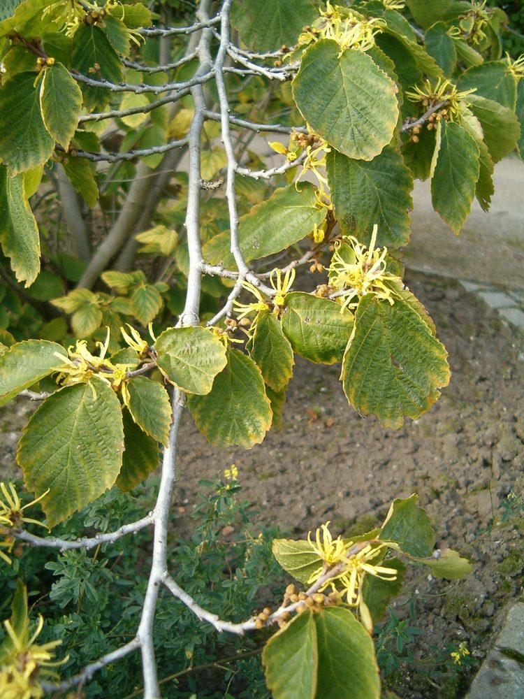 Witch Hazel