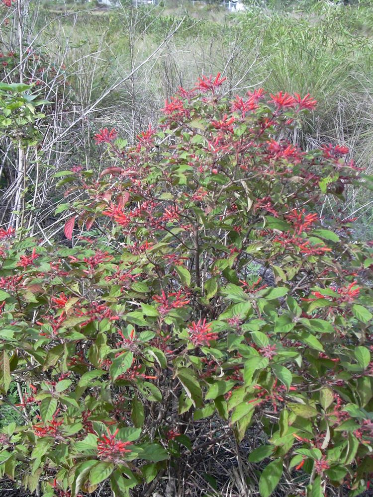 Scarlet Bush