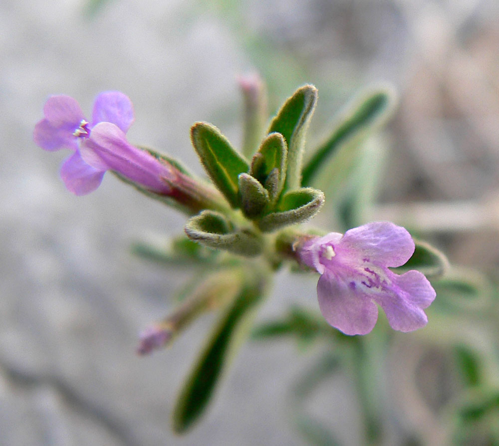 Drummond's Pennyroyal