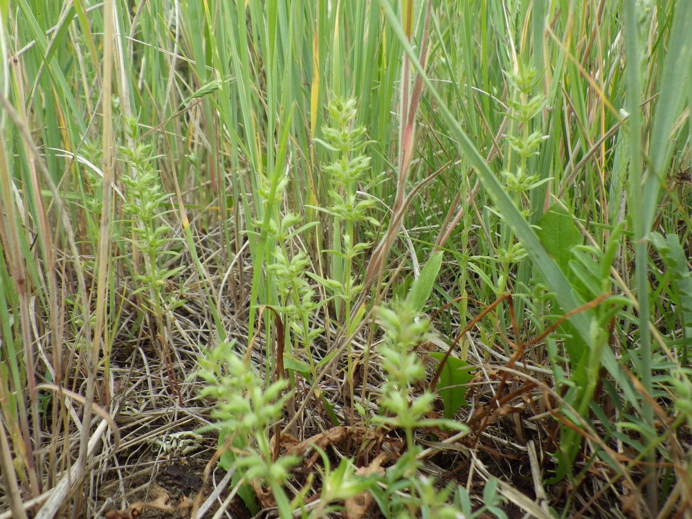 Hispid Pennyroyal