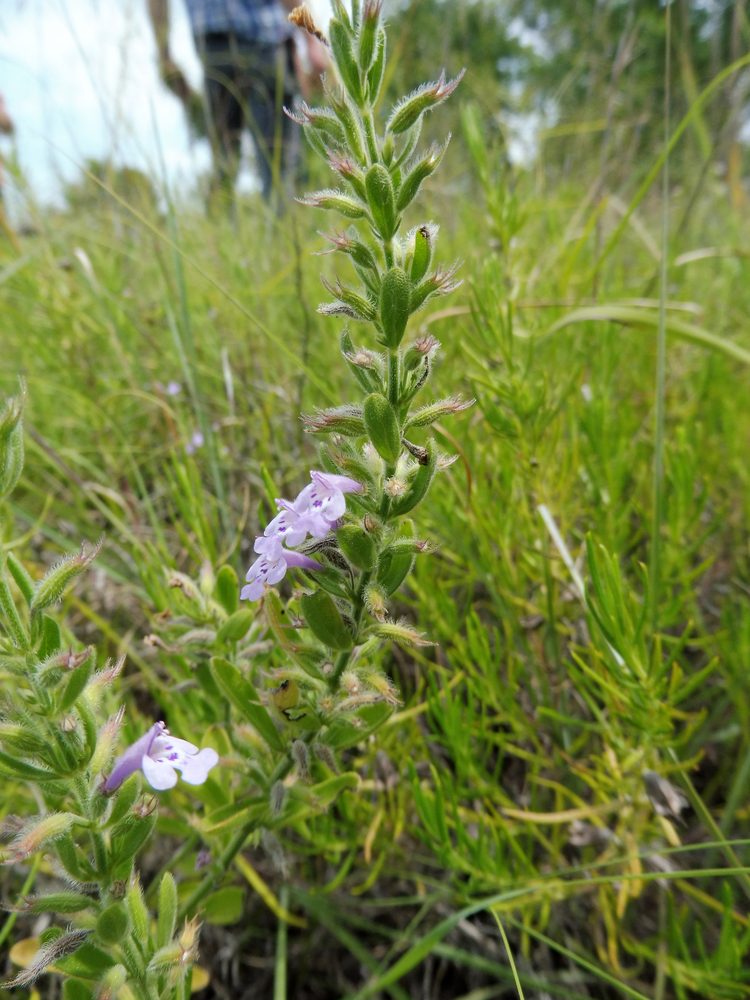 Reverchon's Pennyroyal