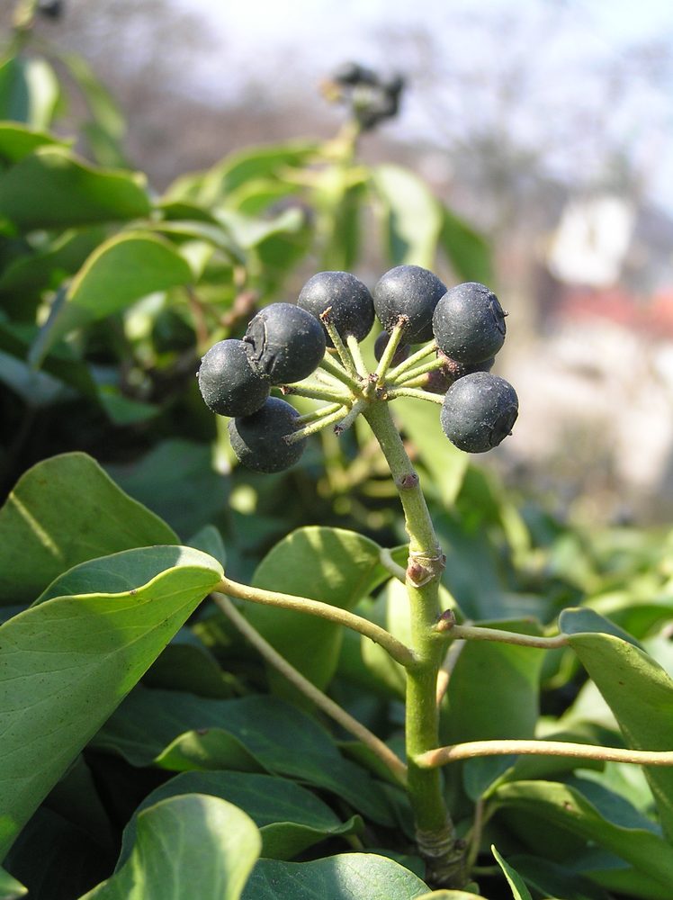 Ivy
