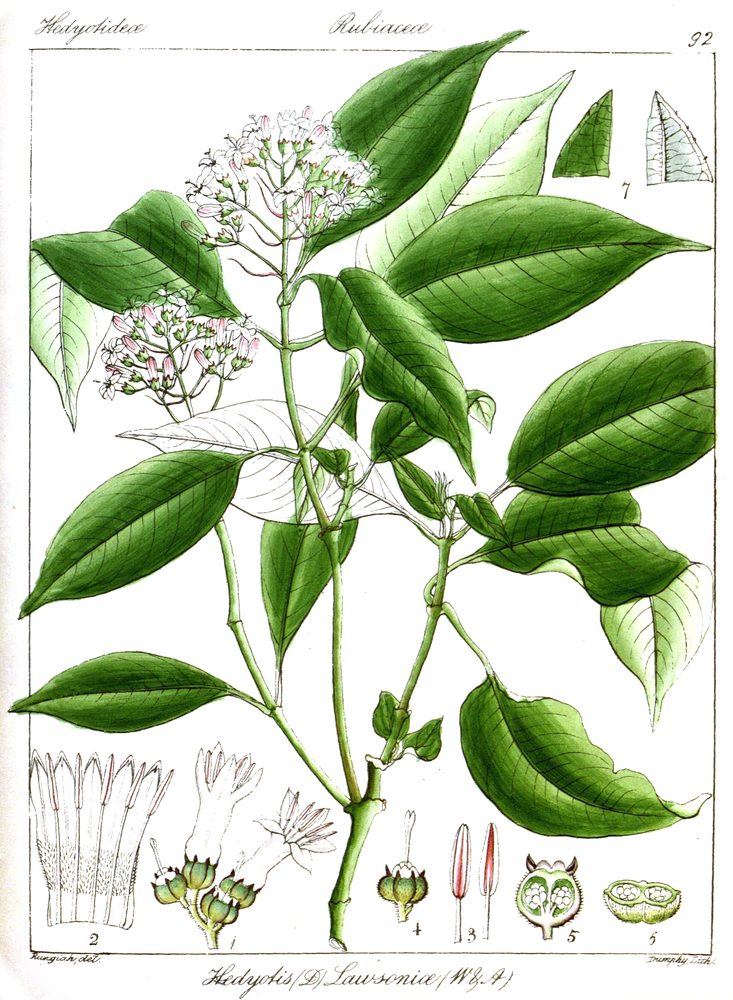 Hedyotis lawsoniae