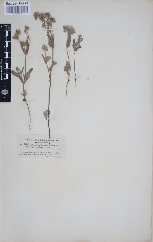 Helianthemum glomeratum