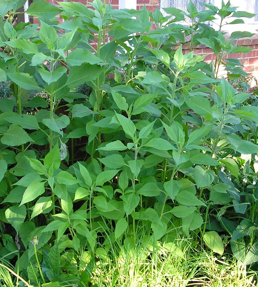 Jerusalem Artichoke