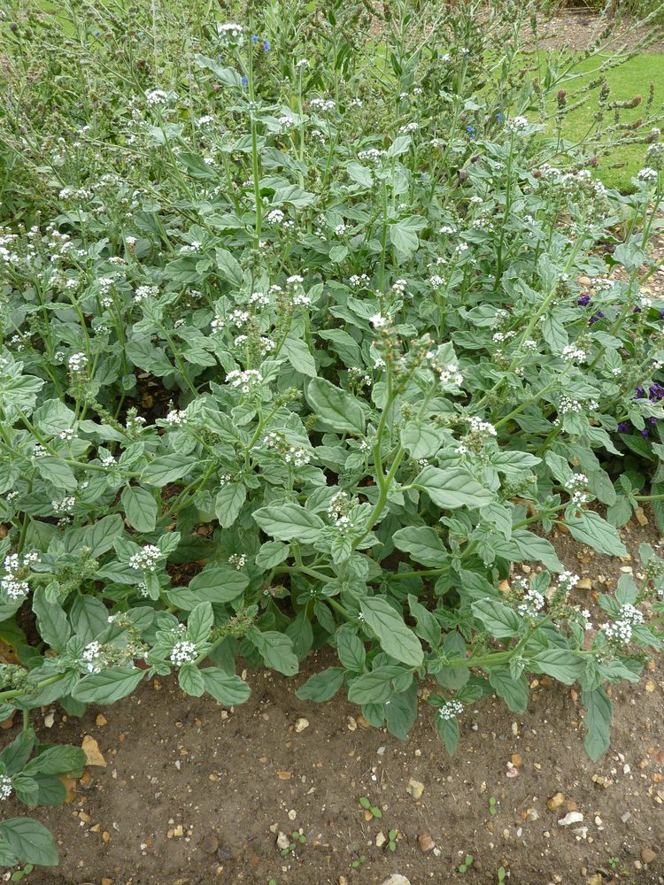 Heliotrope