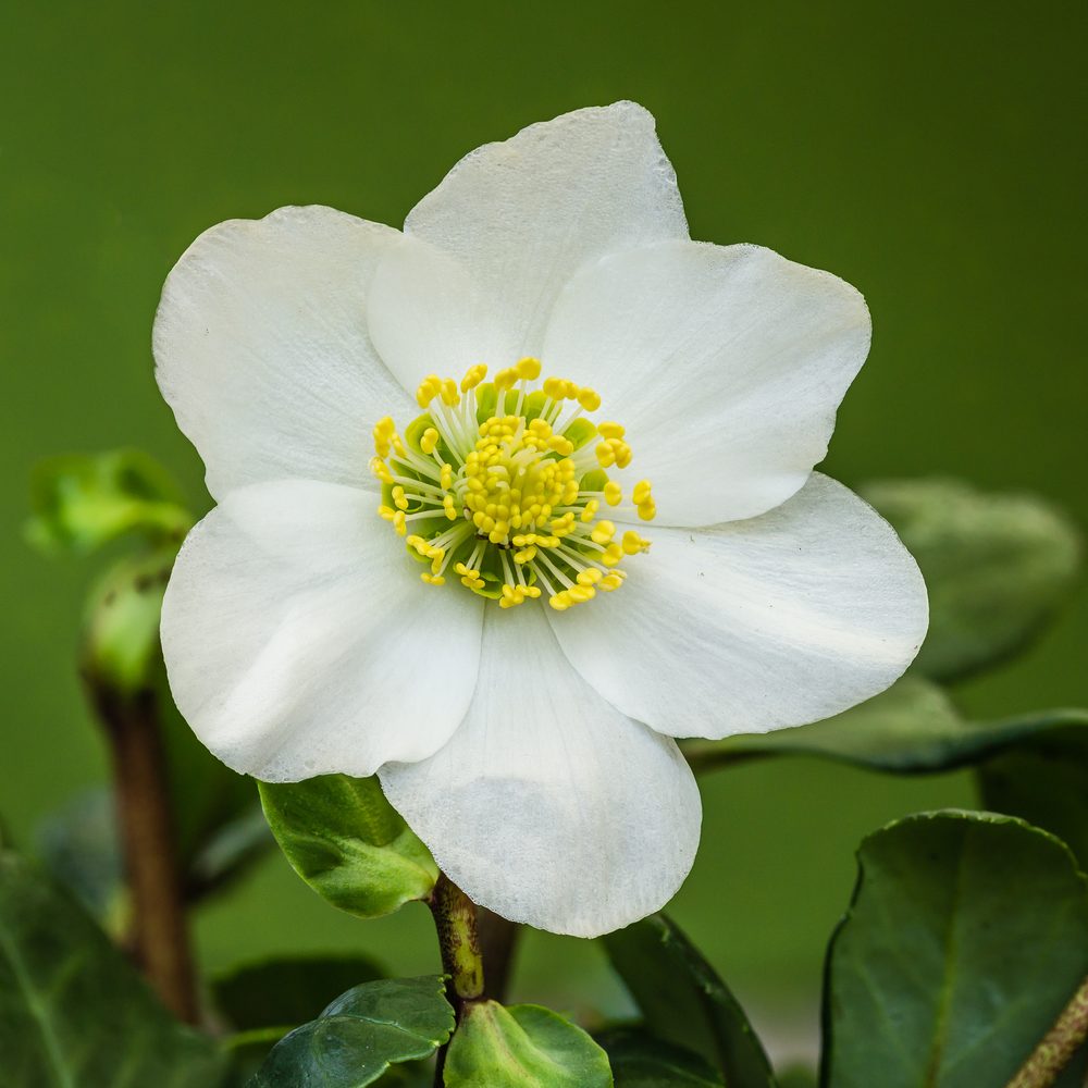 Black Hellebore