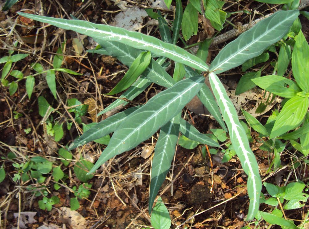 Indian Sarsaparilla