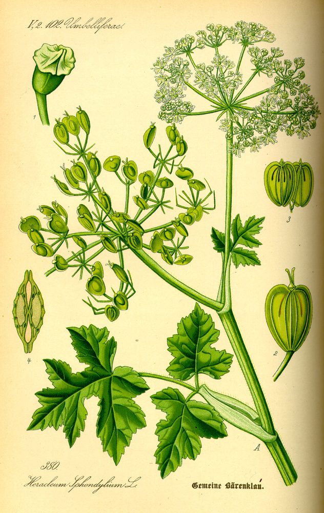Laciniate Cow-parsnip