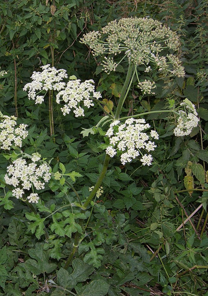 Cow Parsnip