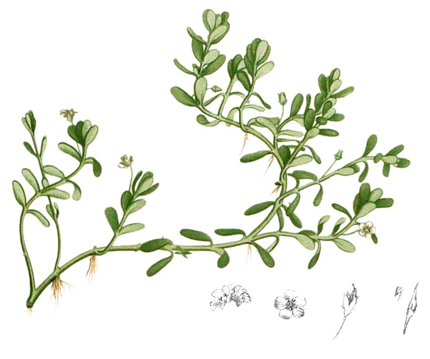 Herpestis monniera