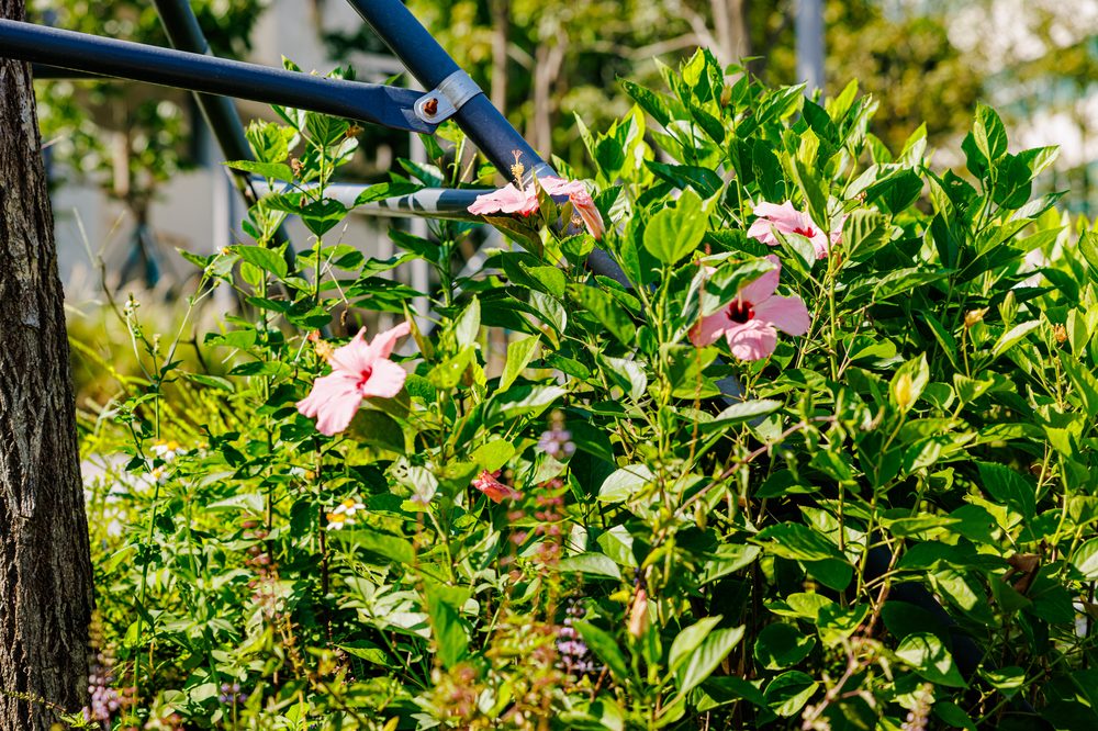 Chinese hibiscus