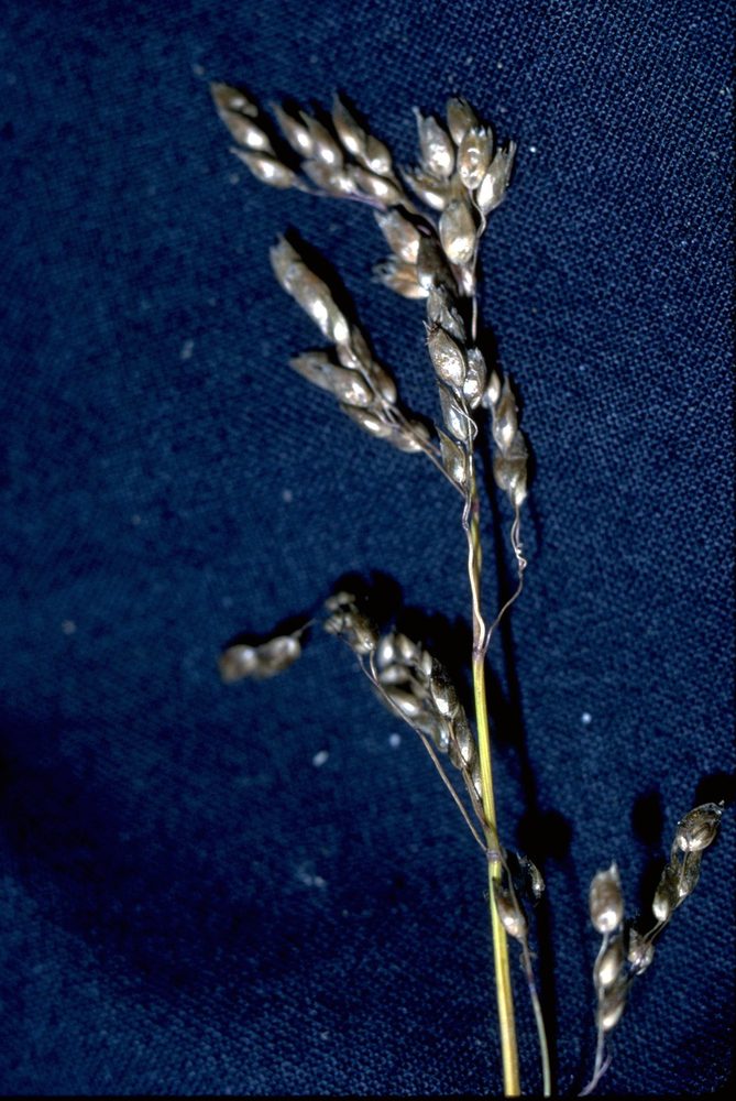 Sweet Grass