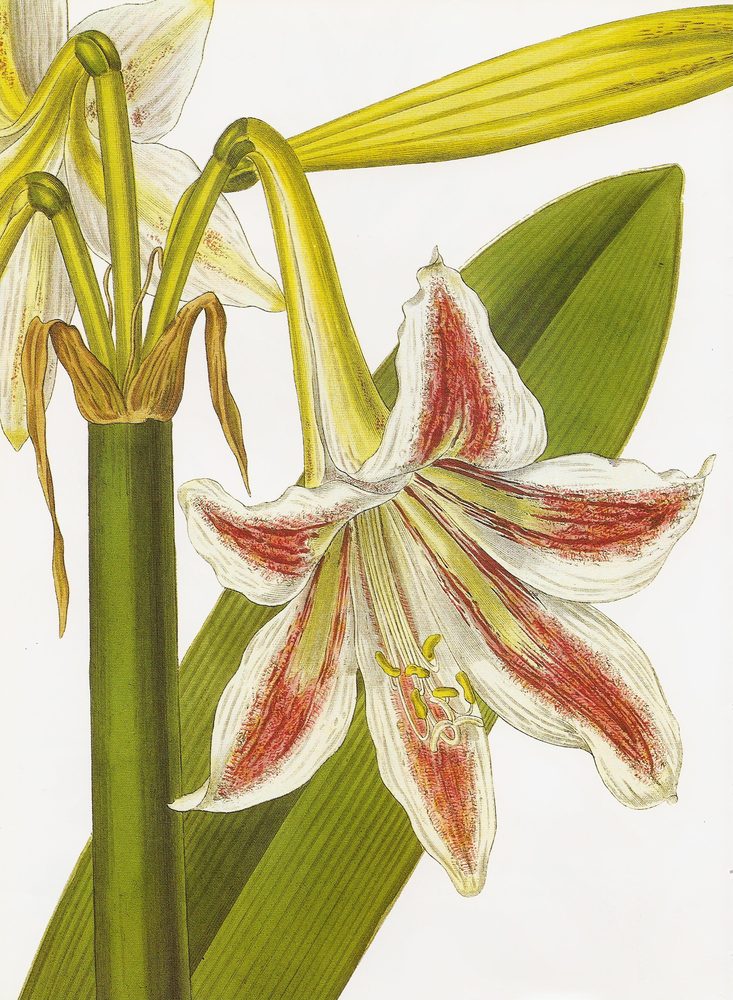 Barbados lily