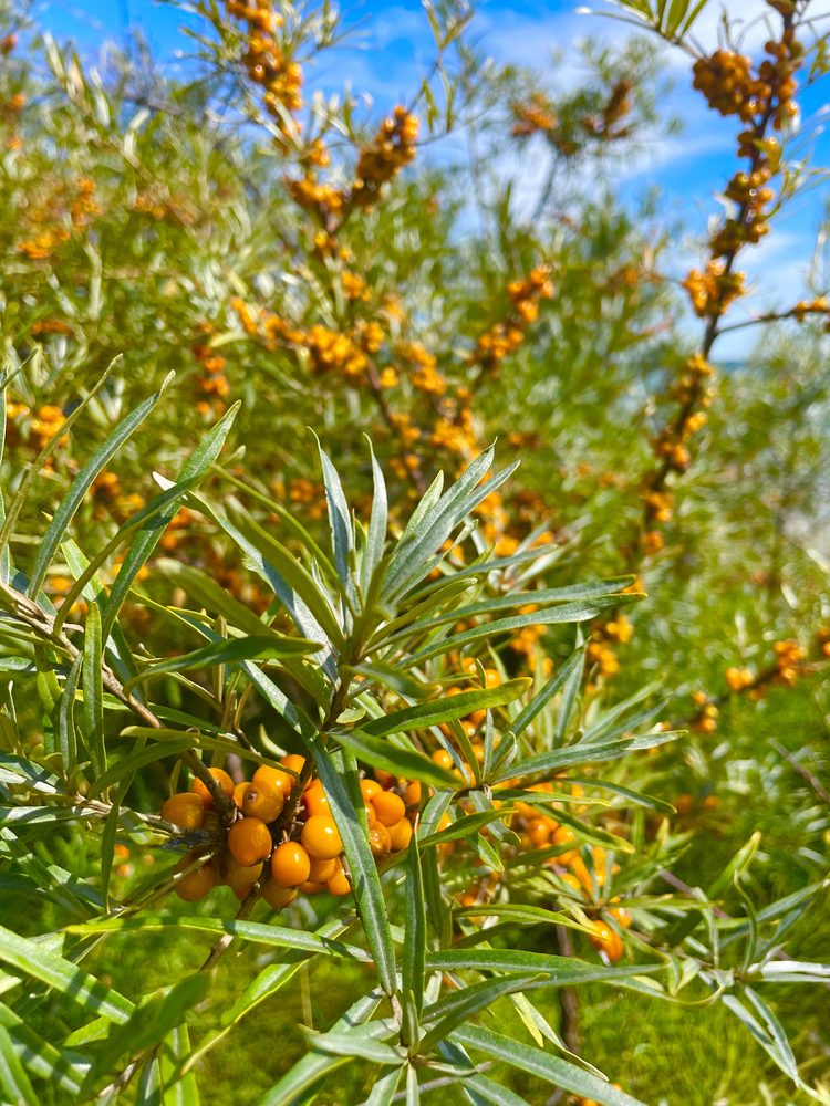 Sallow Thorn